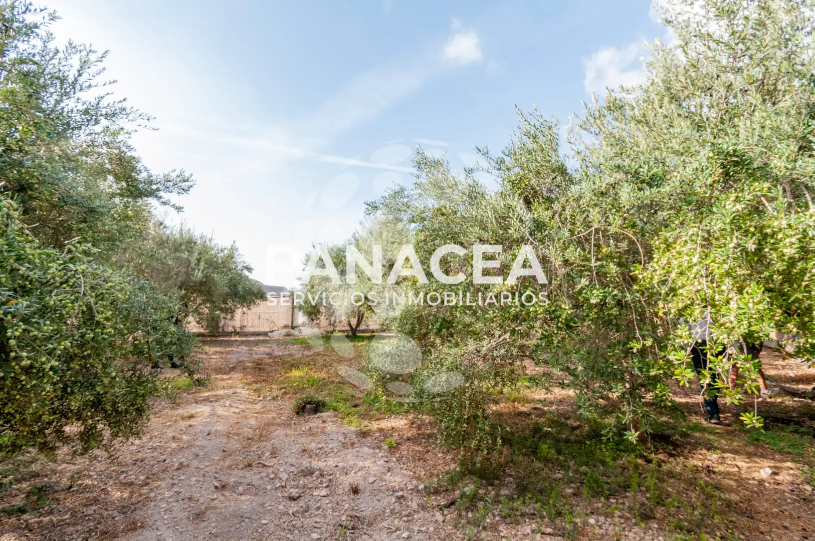 Finca rústica en venta en Vícar Pueblo