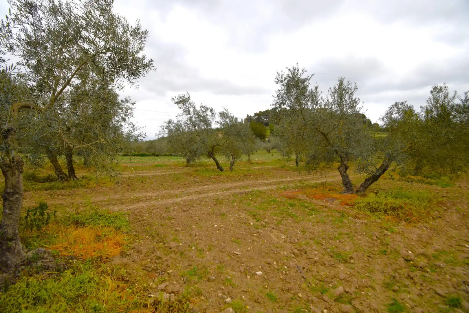 Rural land for sale in Llubí, imagen 12