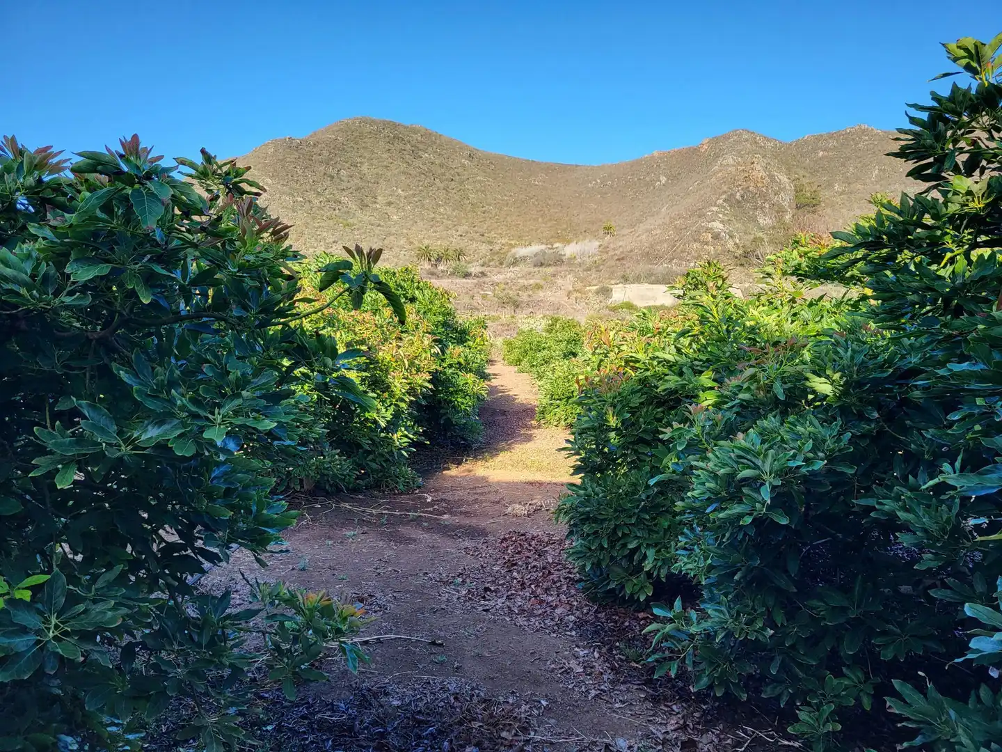 Vista exterior de Finca rústica en venta en Tegueste con Terraza, Trastero y Piscina