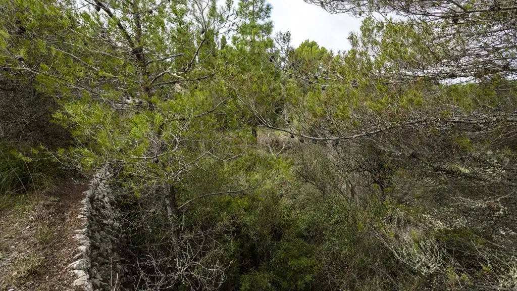 Rural land for sale in Puigpunyent, imagen 10