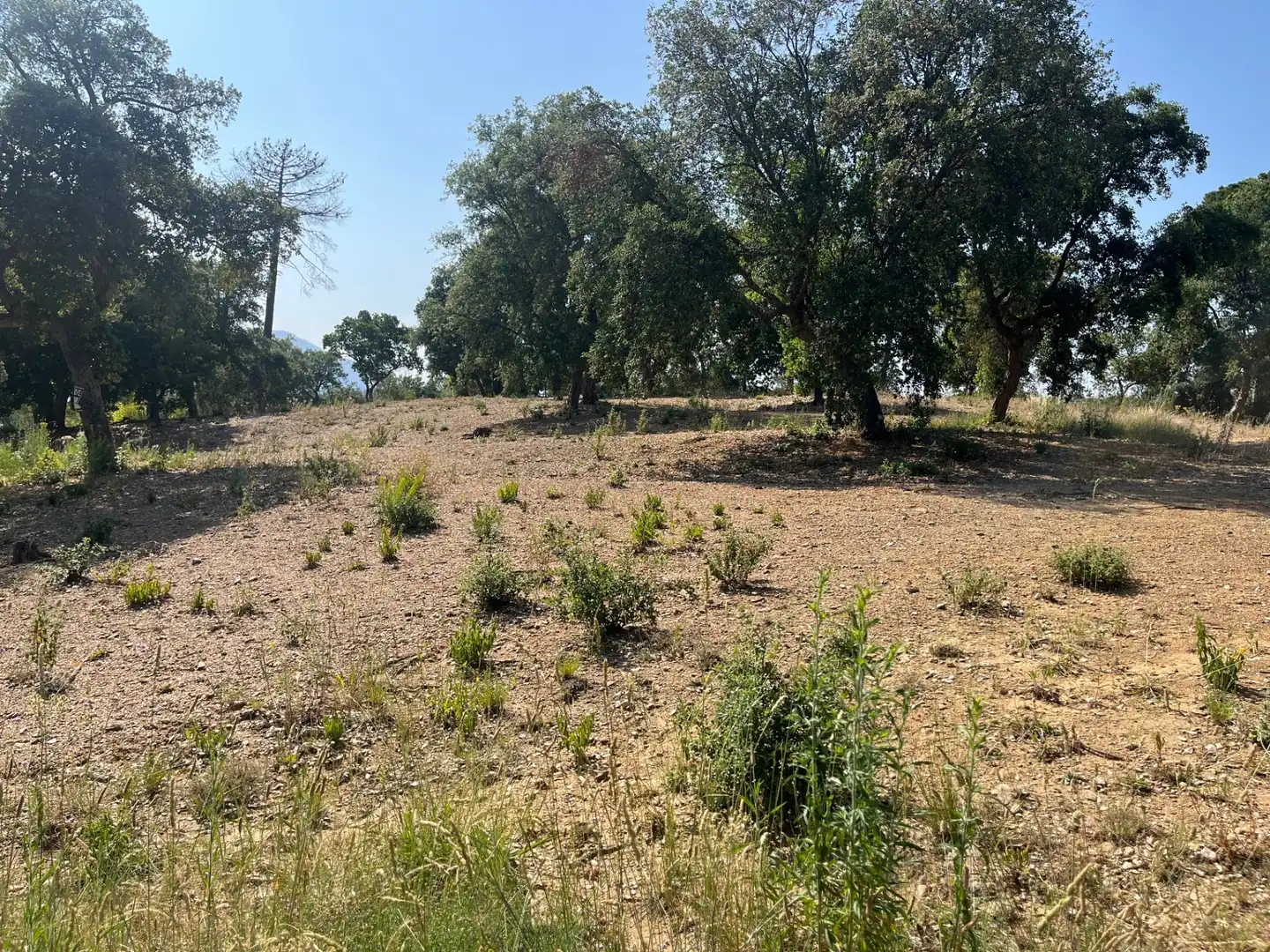 Terrain résidentiel à vendre à Urbanizacion Mas Llunes 1723, imagen 3