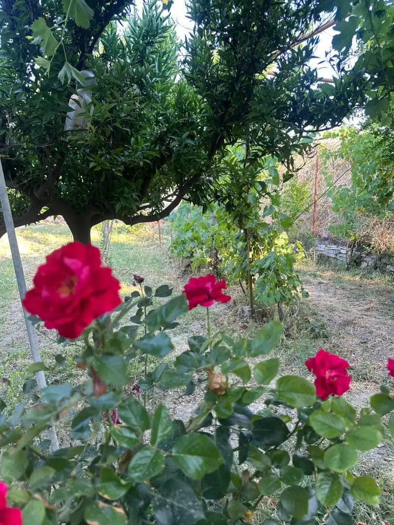 Jardín de Finca rústica en venta en Olula del Río