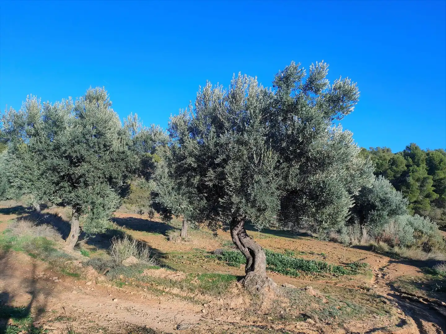 Terreni e lotti in vendita a La Fresneda, imagen 6