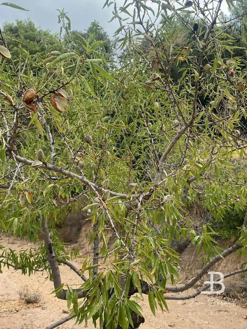 Terreny rústic en venda a Alforja, imagen 20