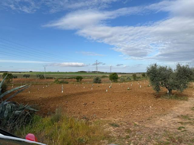 Finca rústica en Venta en Nacional 630 en Torremejía