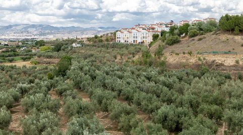 Venta de finca rústica de 77 olivos en Otura Granada, imatge 2