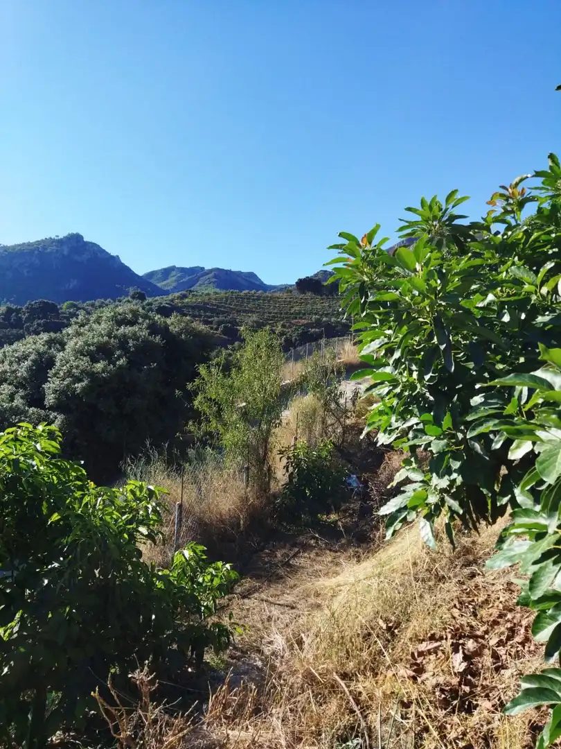 Jardín de Finca rústica en venta en Motril con Jardín privado