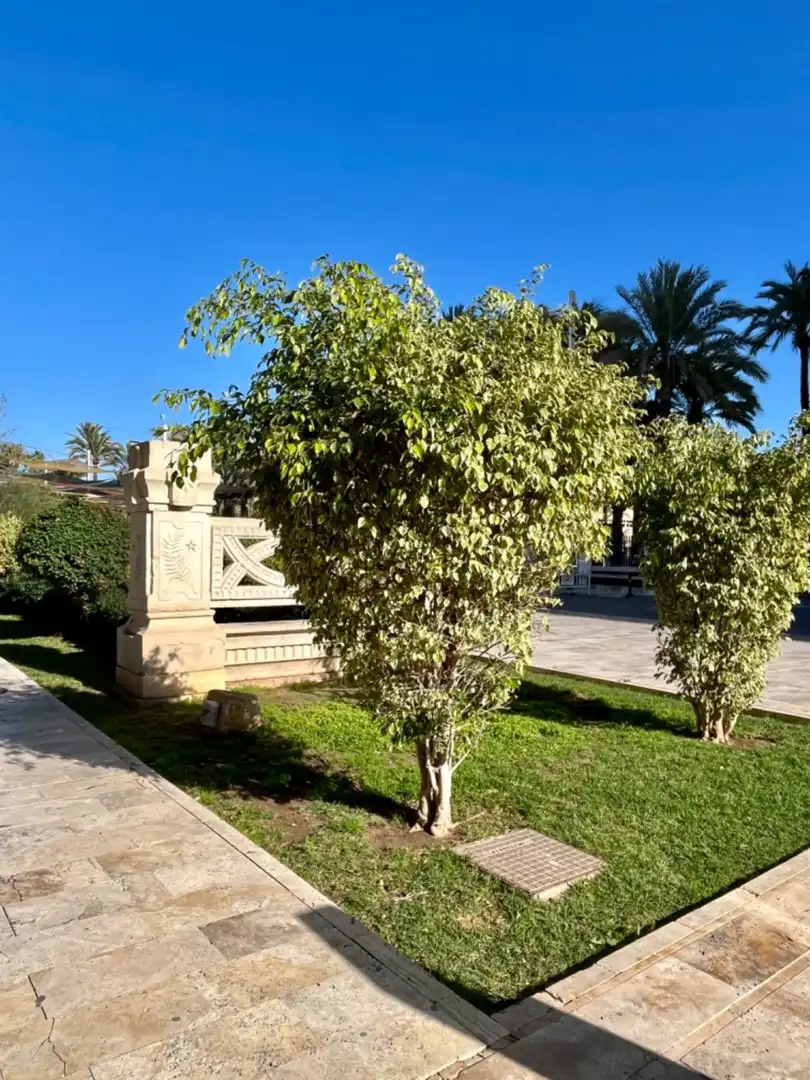 Garden of Ground floor for sale in Elche / Elx