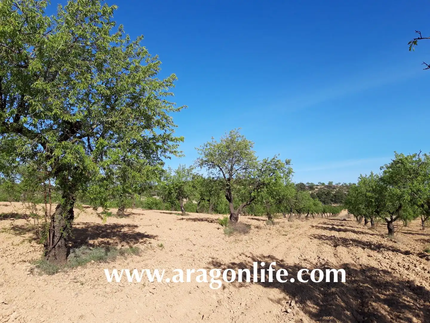 Terreni e lotti in vendita a Maella, imagen 5