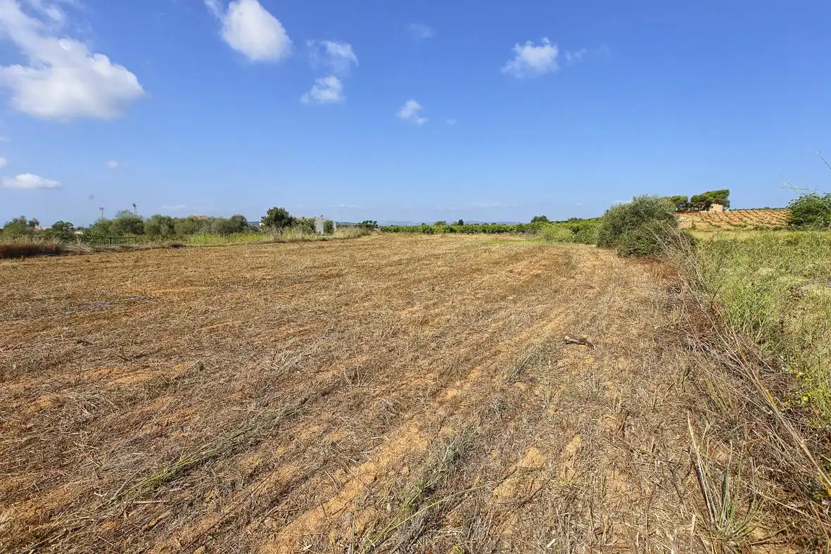 Rural land for sale in Alcanar, imagen 5