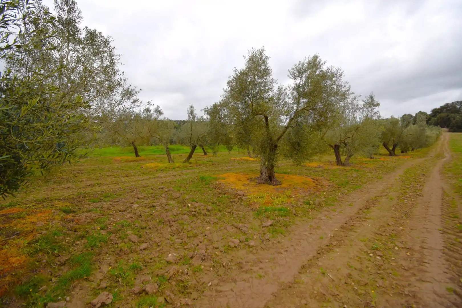 Rural land for sale in Llubí, imagen 6