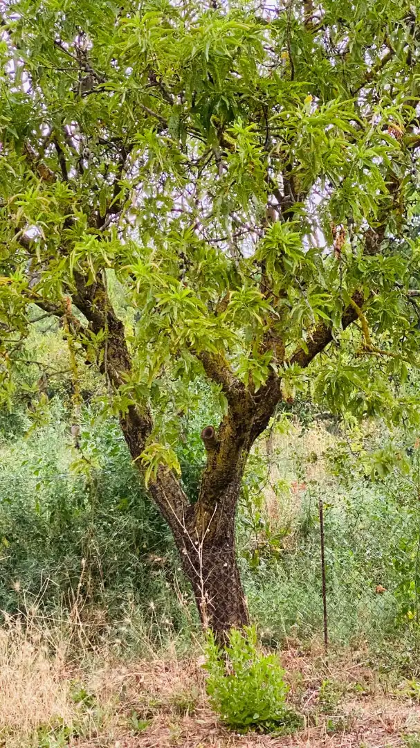 Terreny rústic en venda a La Bisbal d'Empordà, imagen 15