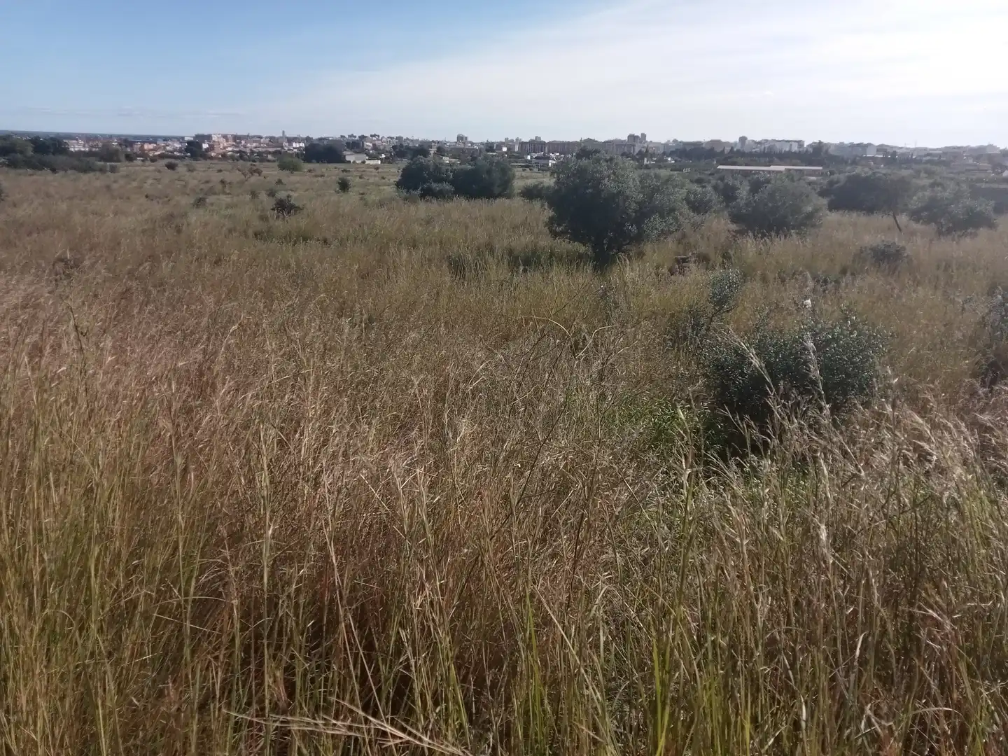 Terreno rustico in vendita a El Grao, imagen 4