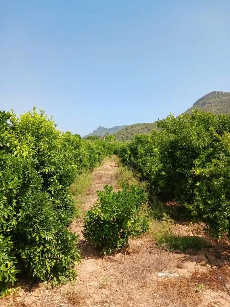 Terreny rústic en venda a Palma de Gandia, imagen 5
