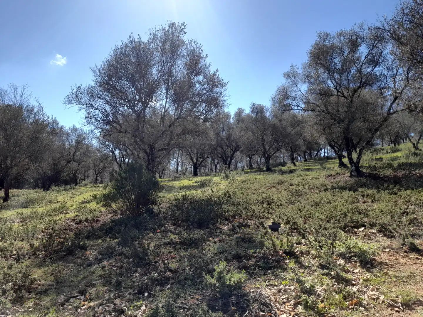 Terreno en venta en Aracena