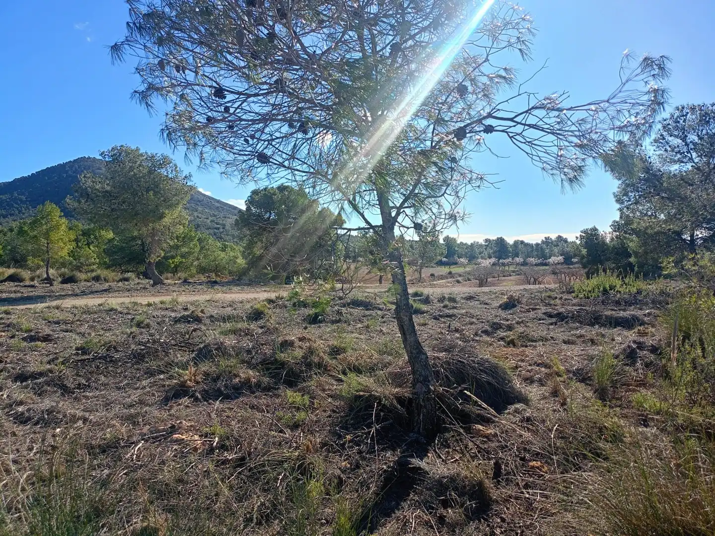 Grundstücke zum Verkauf in Lorca
