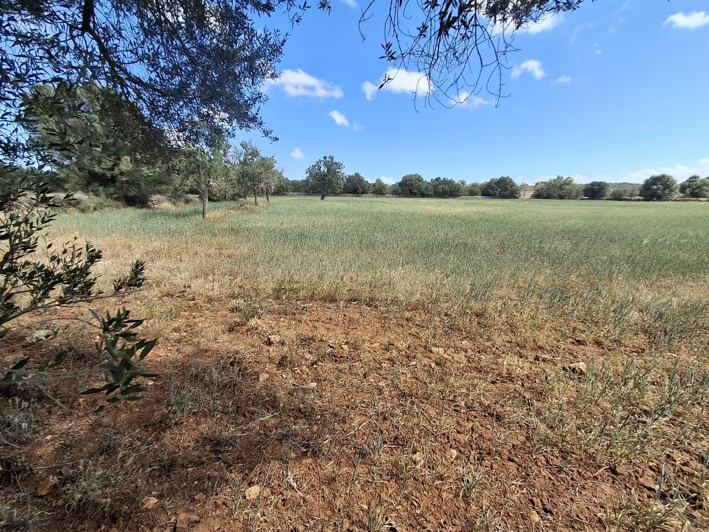 Rural land for sale in Felanitx Poble