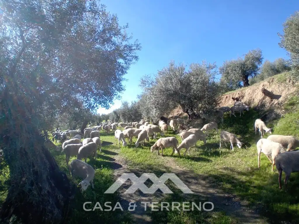 Vista exterior de Casa o xalet en venda en Alozaina amb Piscina