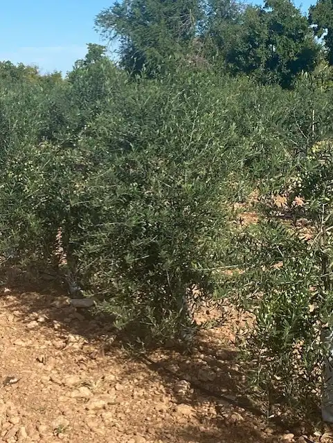 Terreno rustico in vendita a Calle García Pavón, imagen 18