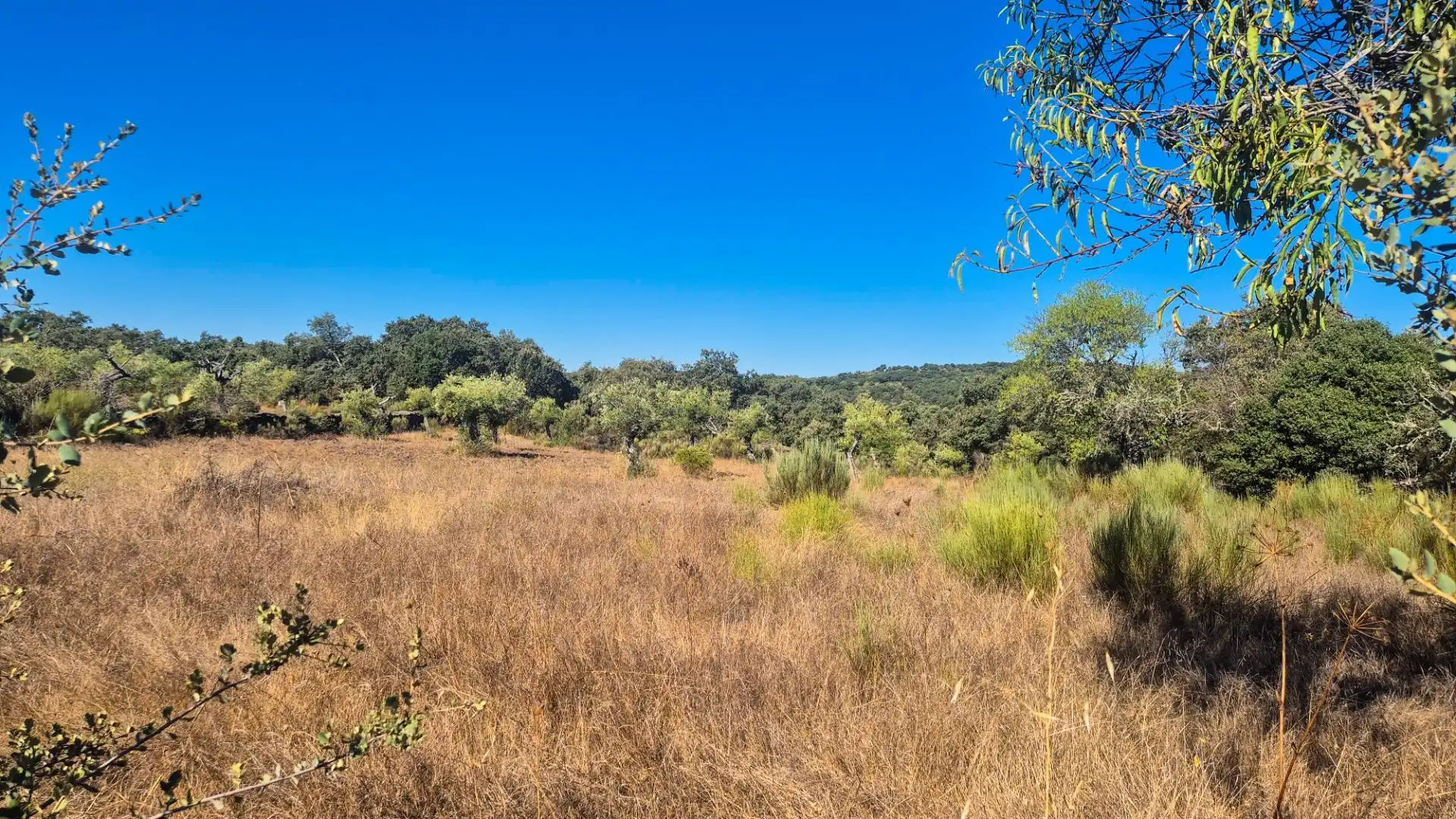 Land for sale in Ahigal de los Aceiteros, Salamanca