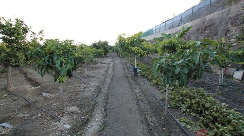 SalobreñaFinca Rustica, imagen 3