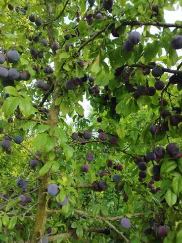 Finca rústica en Venta en Juneda en Castelldans