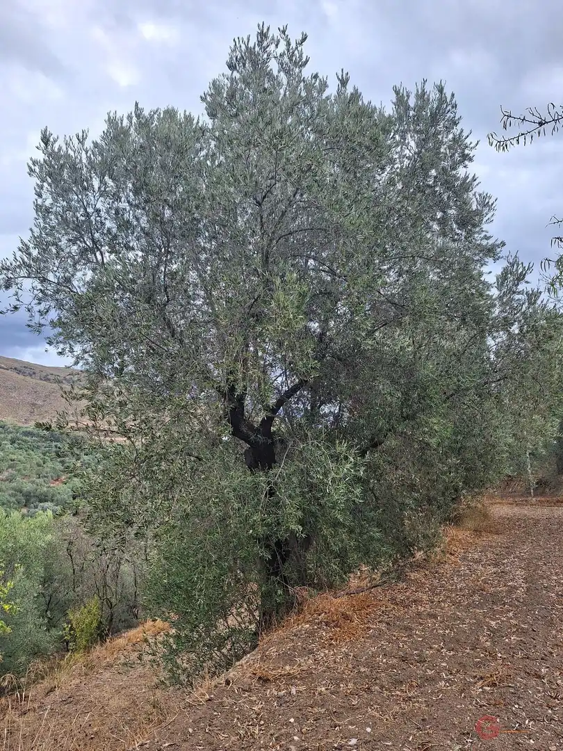 Casa rústica en venda a Lanjarón, imagen 18