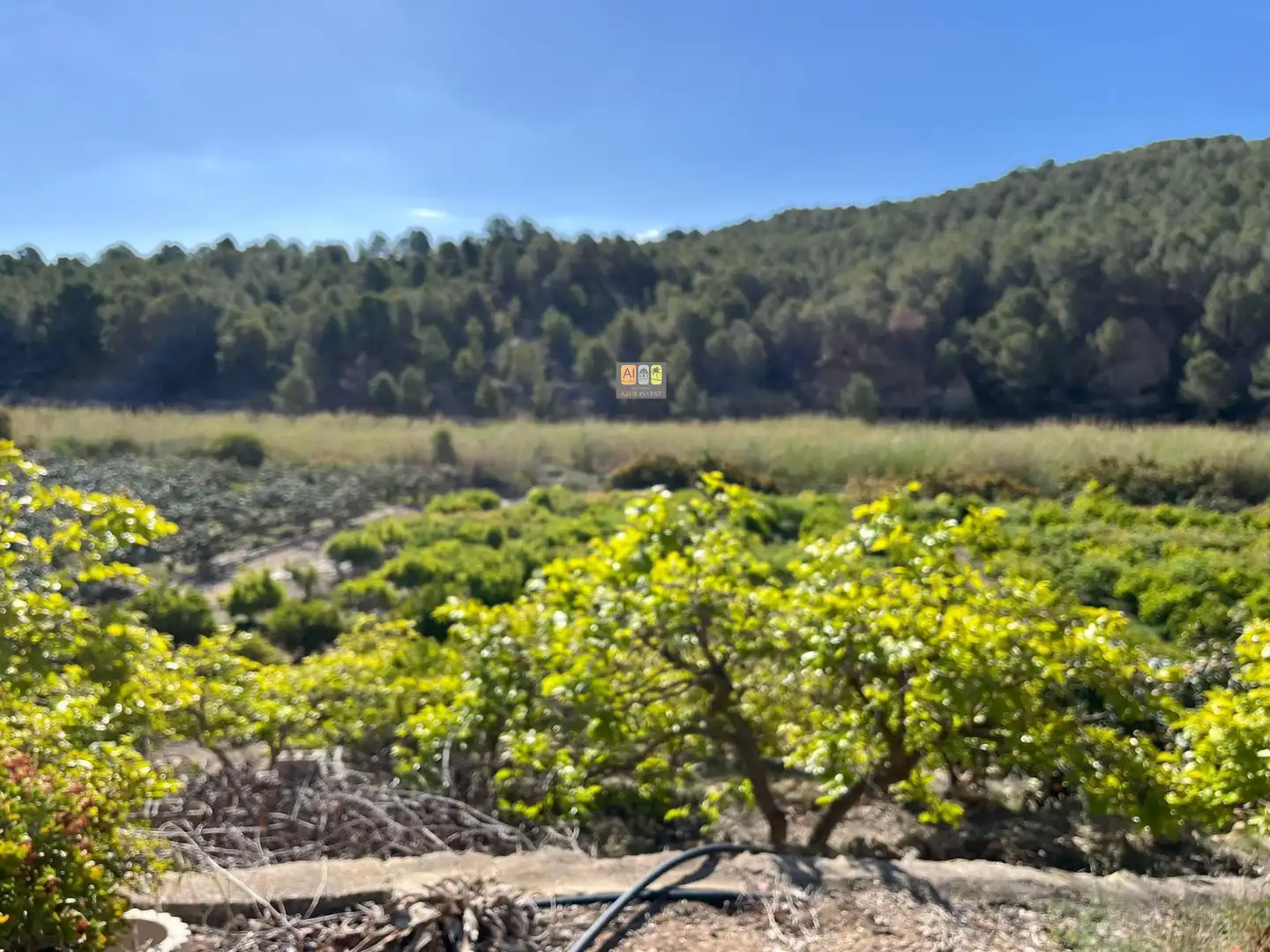Finca rústica en venda a Callosa d'en Sarrià