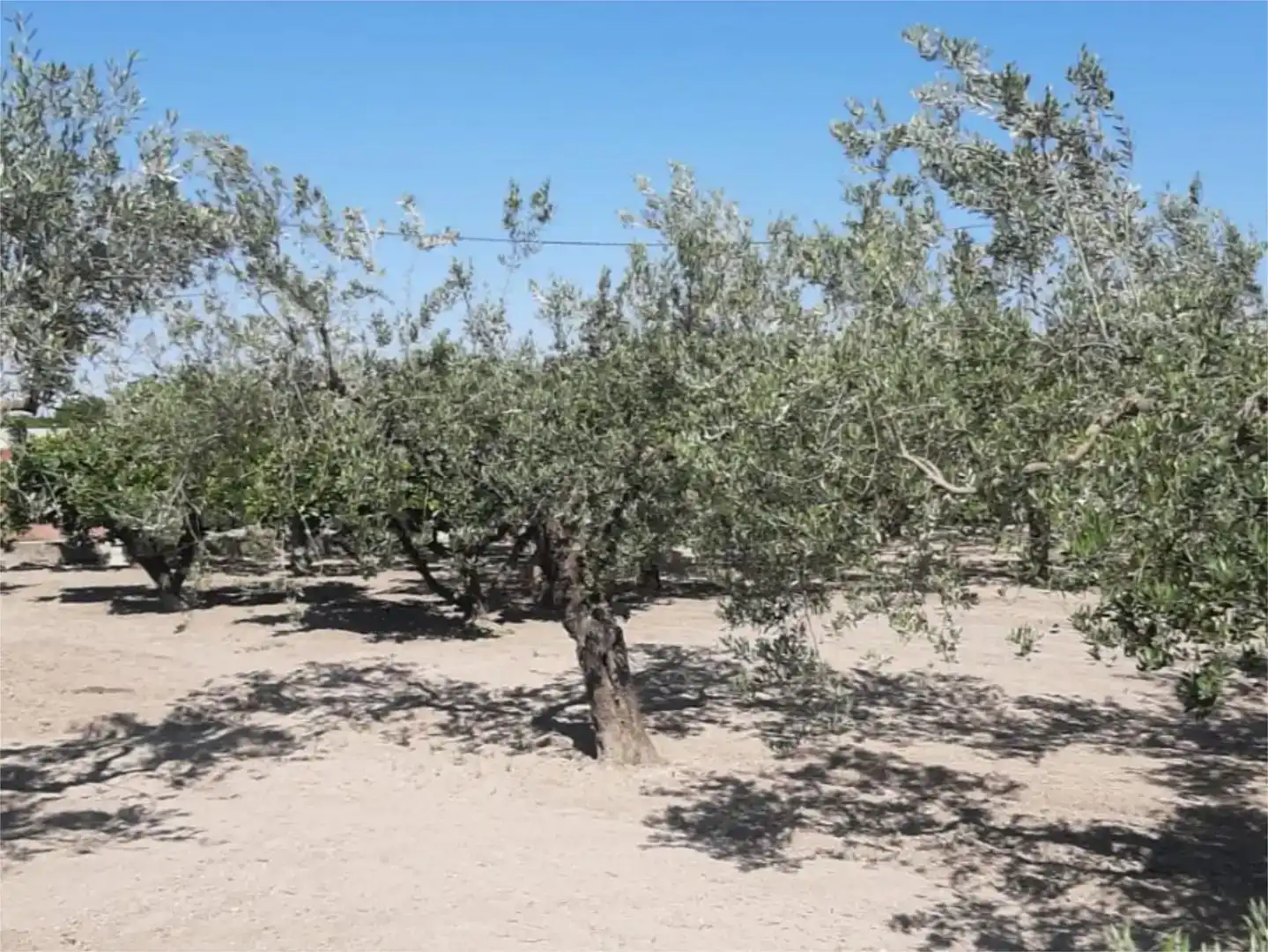 Finca rústica en venta en Ontinyent