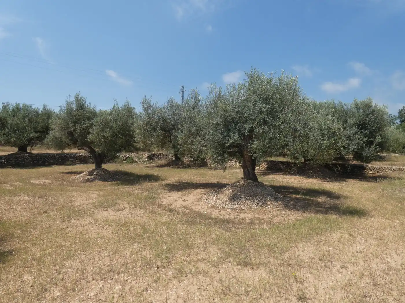 Finca rústica en venda en L'Ampolla