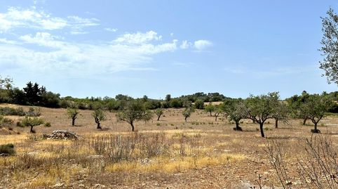Foto 2 de Terreny en venda a Diseminado Poligono 9, 55, S'Alquería Blanca - Calonge, Santanyí