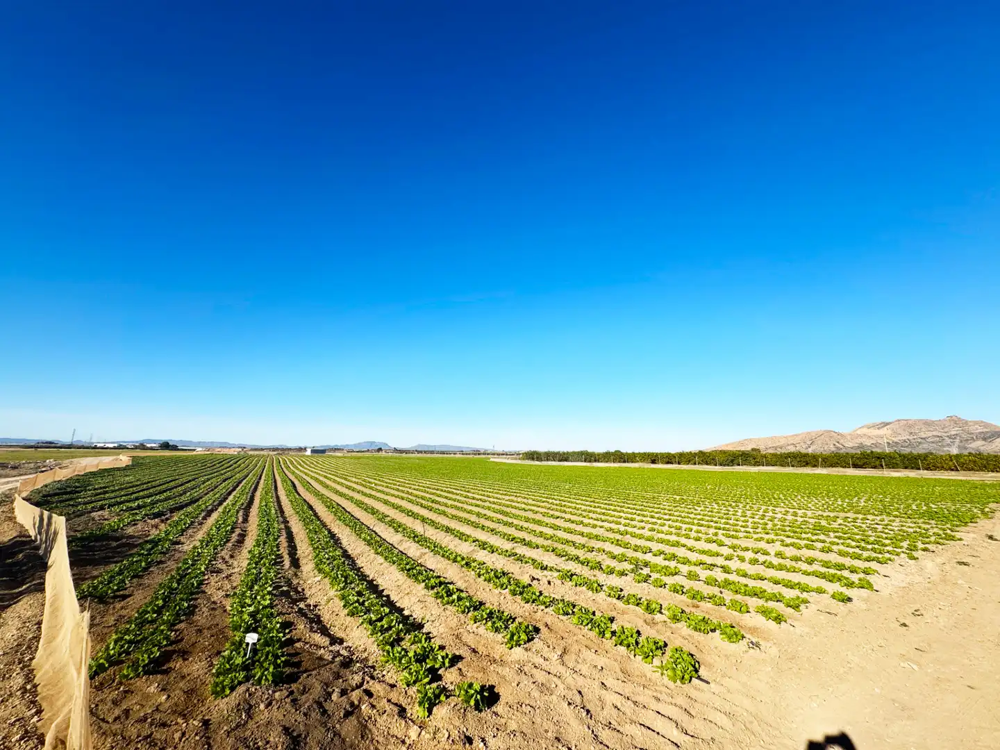 Lands and plots for sale in Diseminado Meroños 175, imagen 11