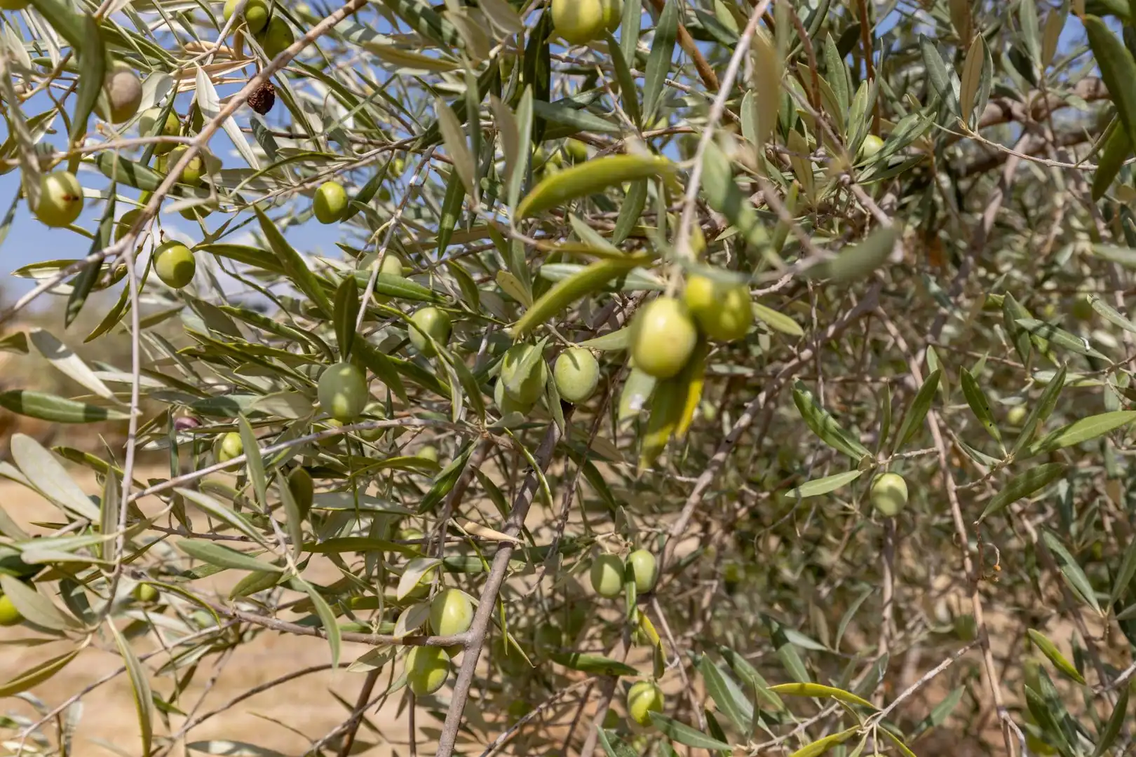 Jardí de Finca rústica en venda en Peligros