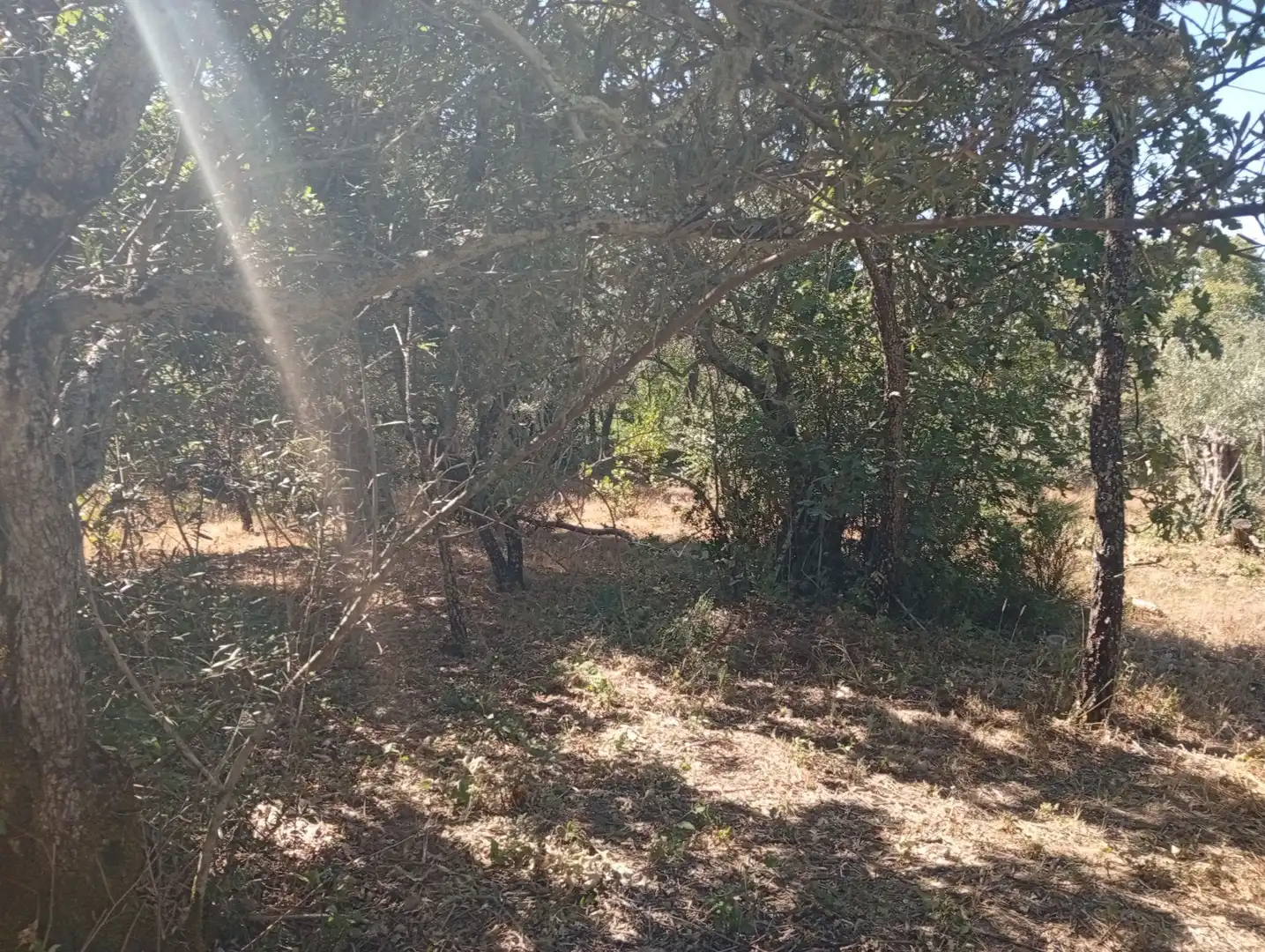 Terreni e lotti in vendita a Villanueva de la Vera, imagen 35