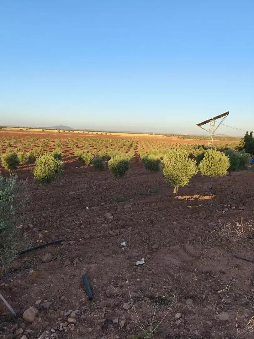 Finca rústica en venda en Villanueva de los Infantes (Ciudad Real) amb Moblat i TV
