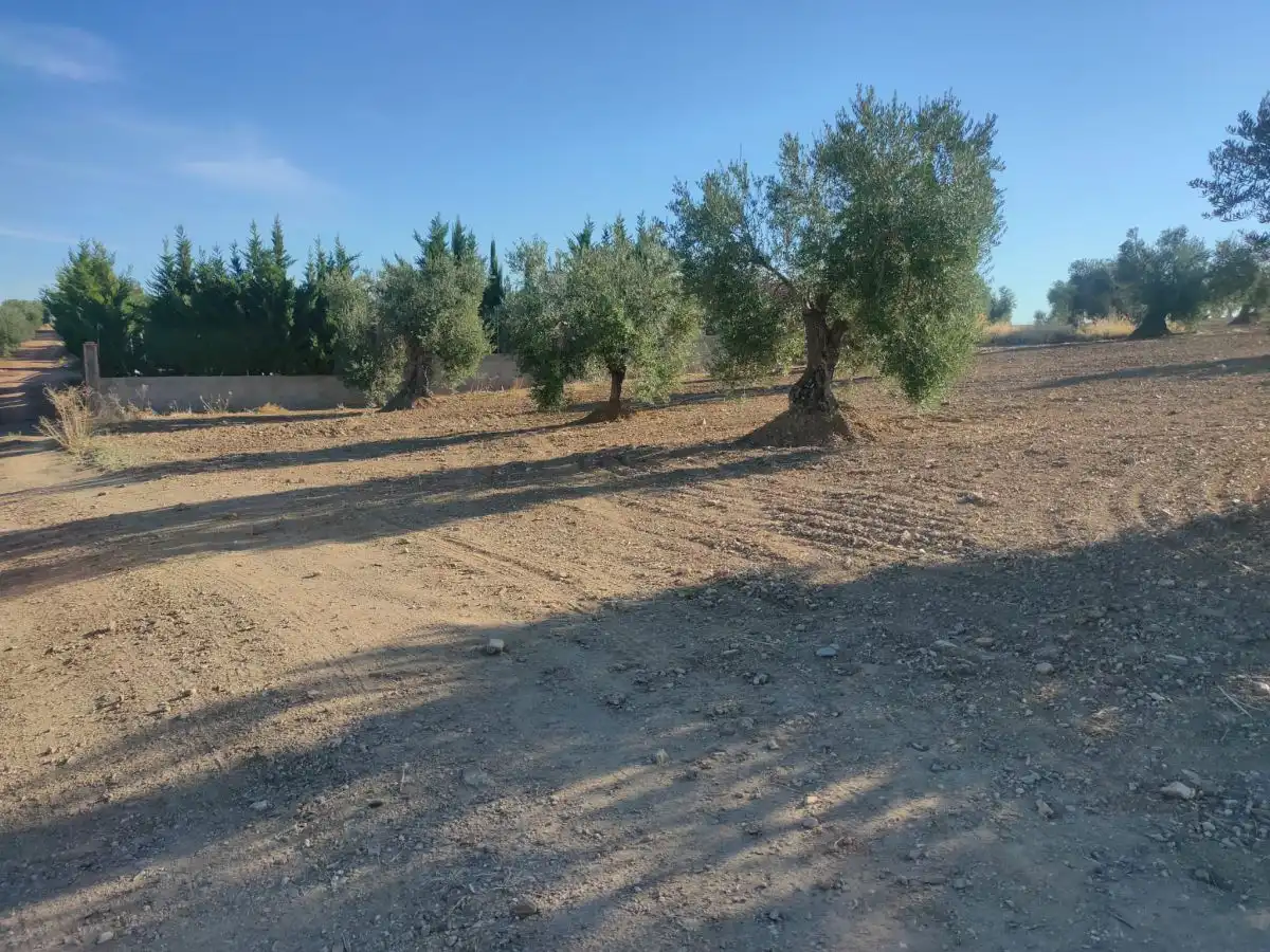 Terreni e lotti in vendita a Almendralejo