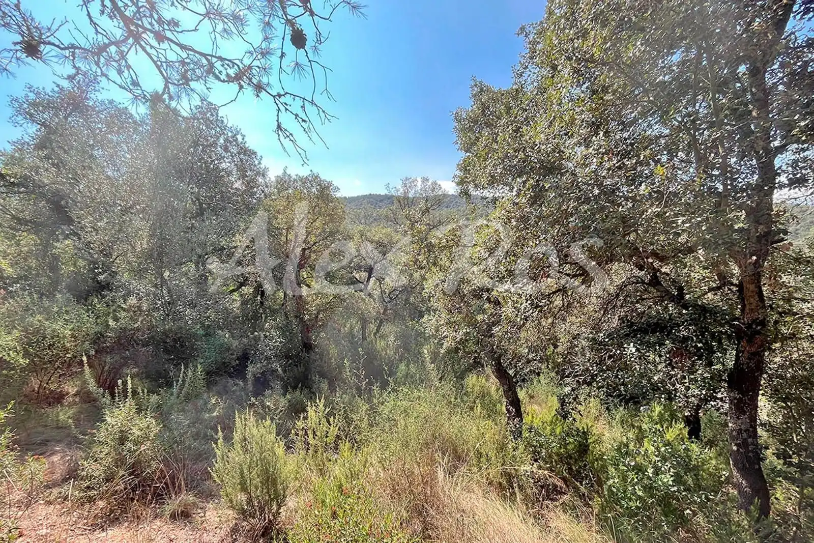 Rural land for sale in Mas Santet, imagen 6