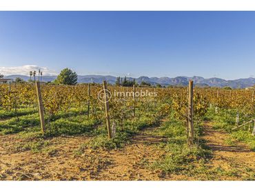 Terreno rustico in vendita a Camino sant joan