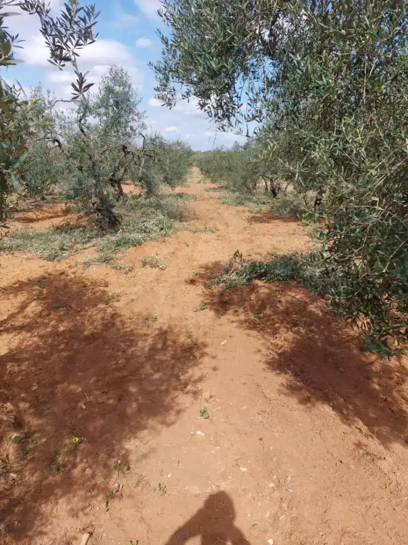 Finca rústica en venda en Pilas