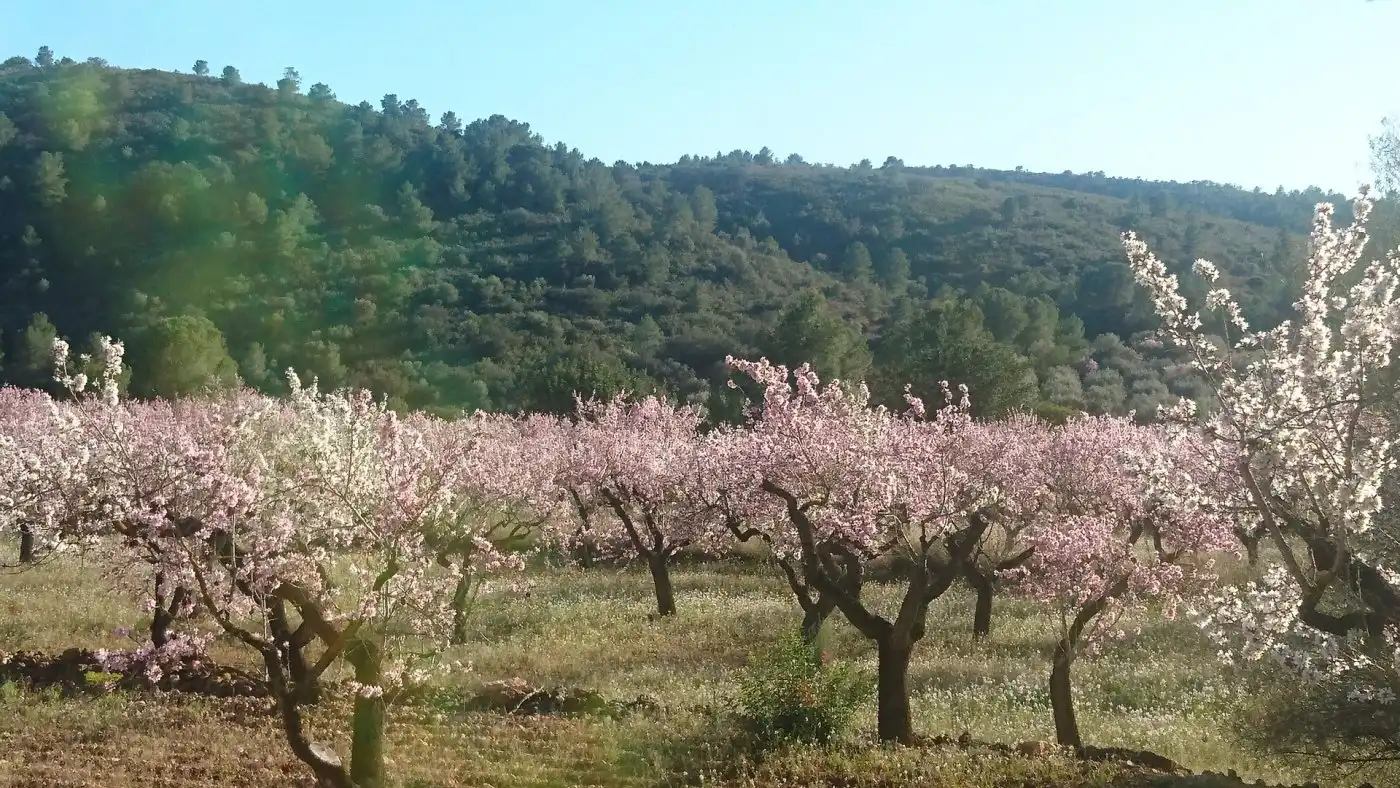 Maison à vendre à Vall d'Alba, imagen 14