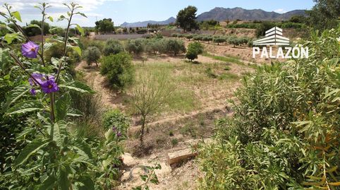 Casa de campo y Casa de invitados en venta en Albatera Alicante, imagen 2