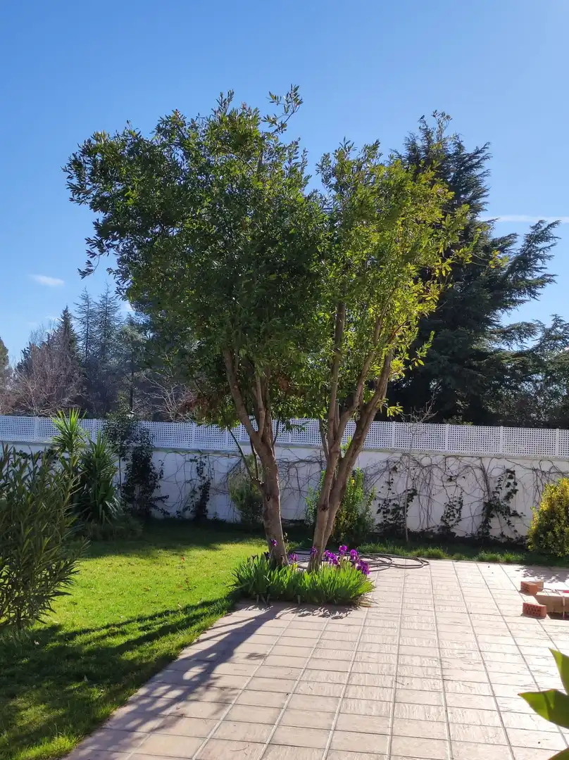 Jardín de Casa o chalet en venta en Ciudad Real con Aire acondicionado, Calefacción y Jardín privado