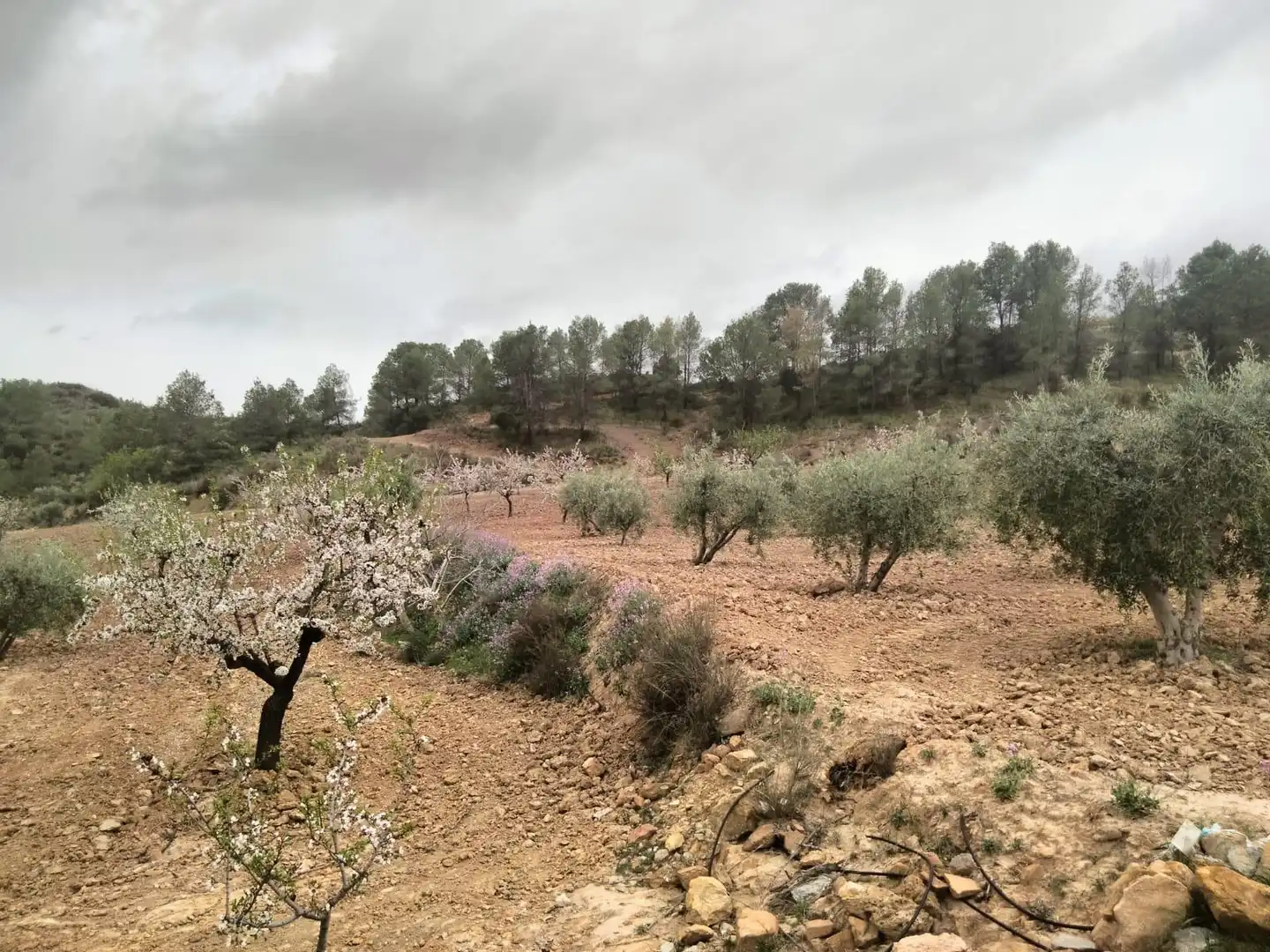 Terrenys i solars en venda a Bullas, imagen 16