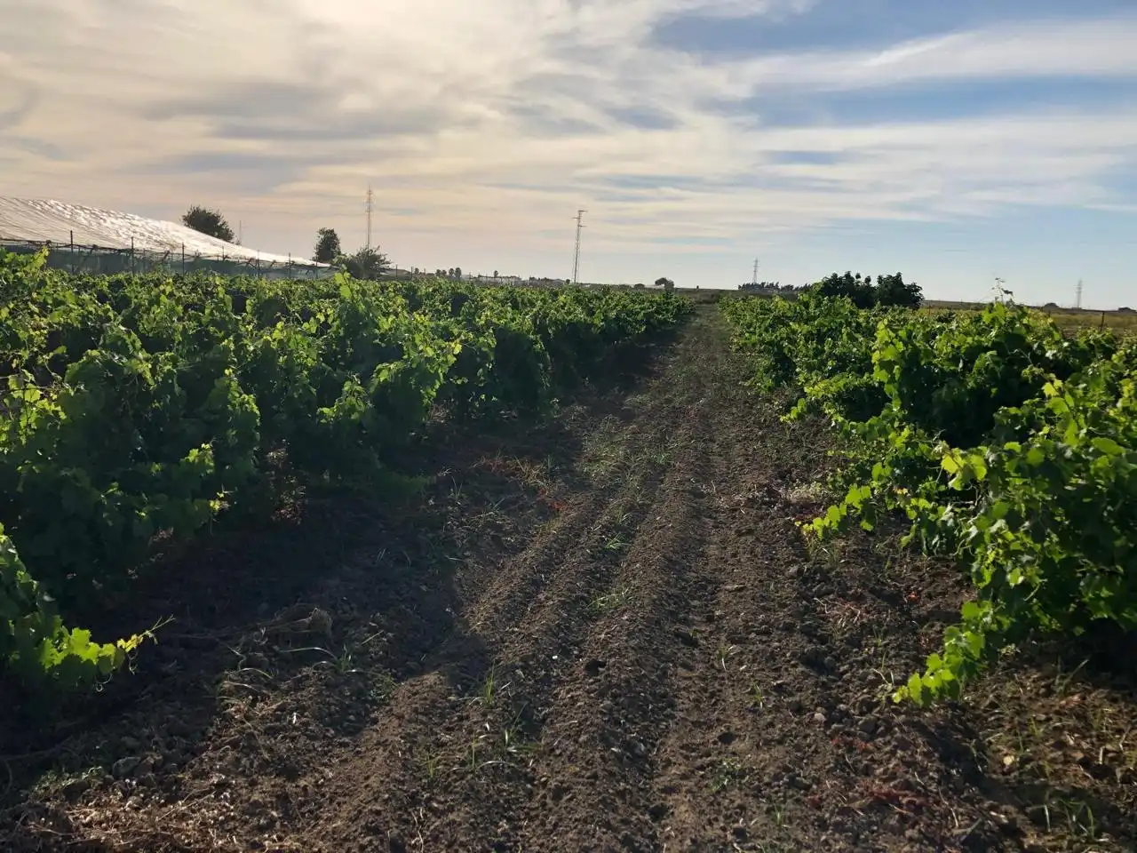 Terreni e lotti in vendita a Jerez, imagen 8