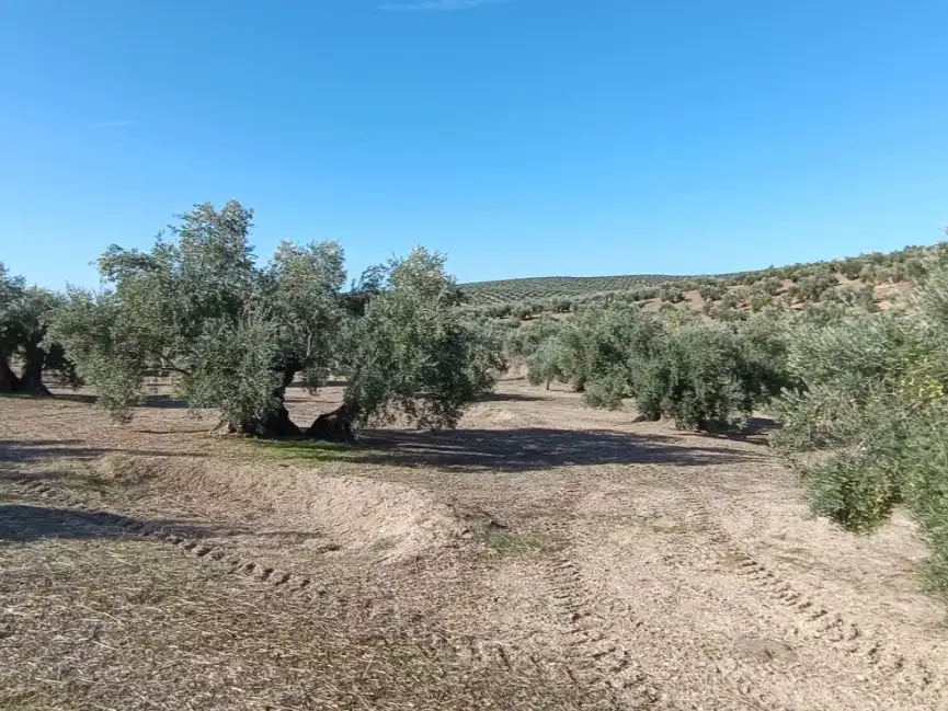 Land for sale in Baeza