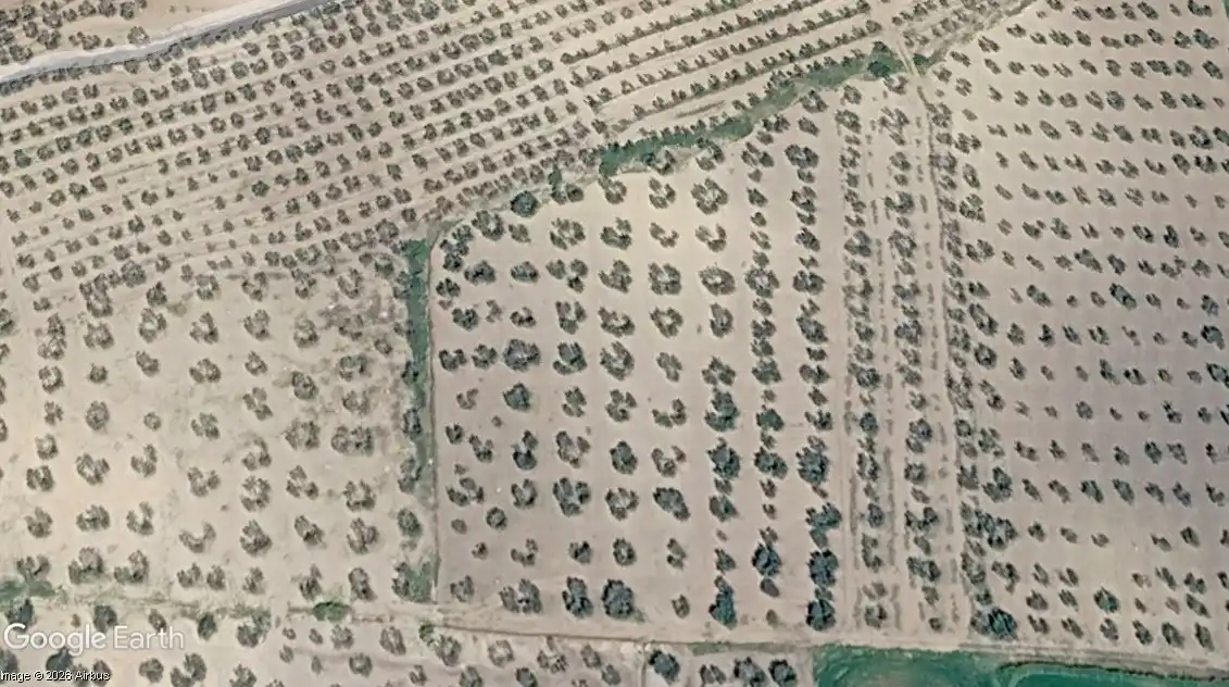 Rural land for sale in Arahal