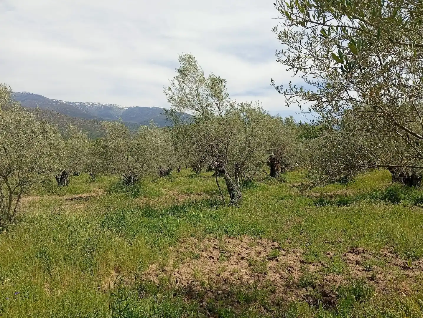 Terreni e lotti in vendita a Villanueva de la Vera, imagen 53