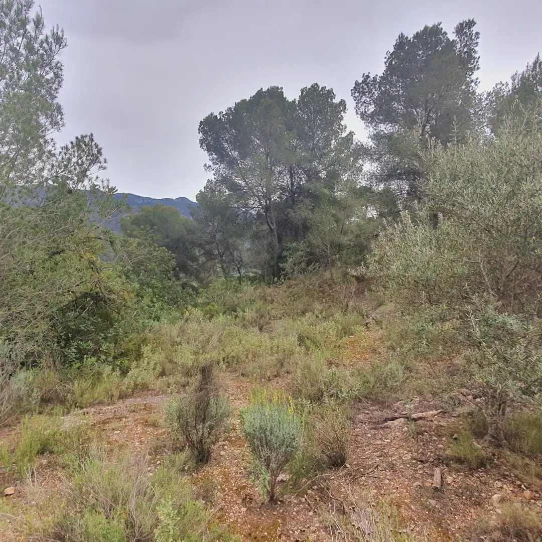 Terrain rustique à vendre à Benifallet, imagen 12