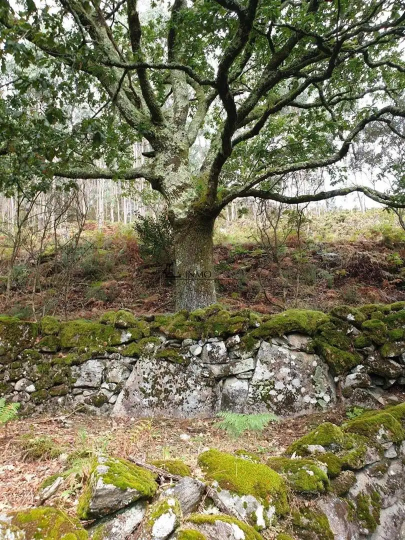 Vista exterior de Casa o chalet en venta en Campo Lameiro con Jardín privado