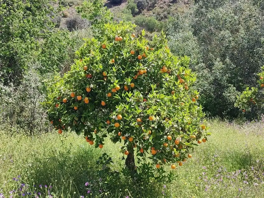 Jardín de Terreno en venta en Málaga